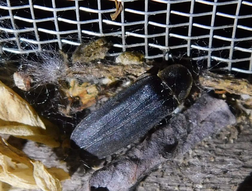 Lampyris noctiluca - nagy szentjánosbogár