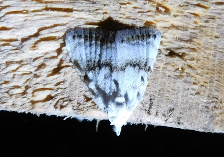 fehér pamacsosszövő - Meganola albula