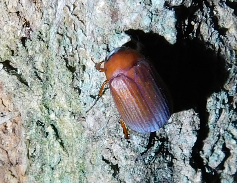 Serica brunnea - homoki kiscserebogár