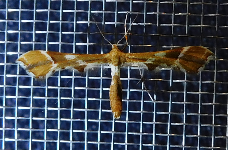 Cnaemidophorus rhododactyla - rózsabogyó-tollasmoly
