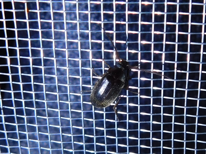 Hymenalia rufipes - rőtlábú alkonybogár