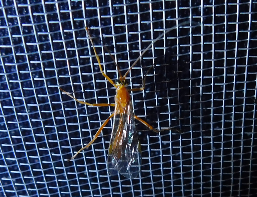 Ophion