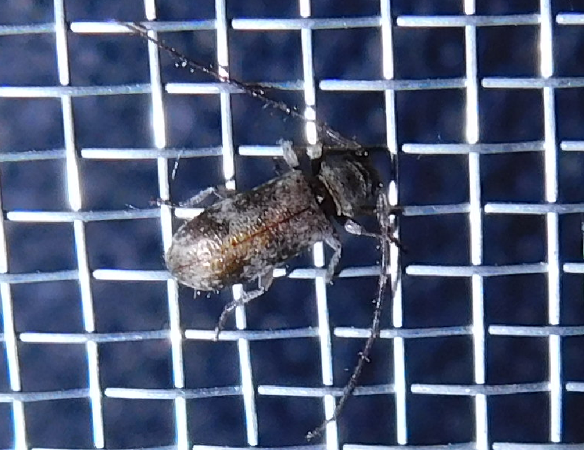Exocentrus adspersus - tölgyfa-rőzsecincér