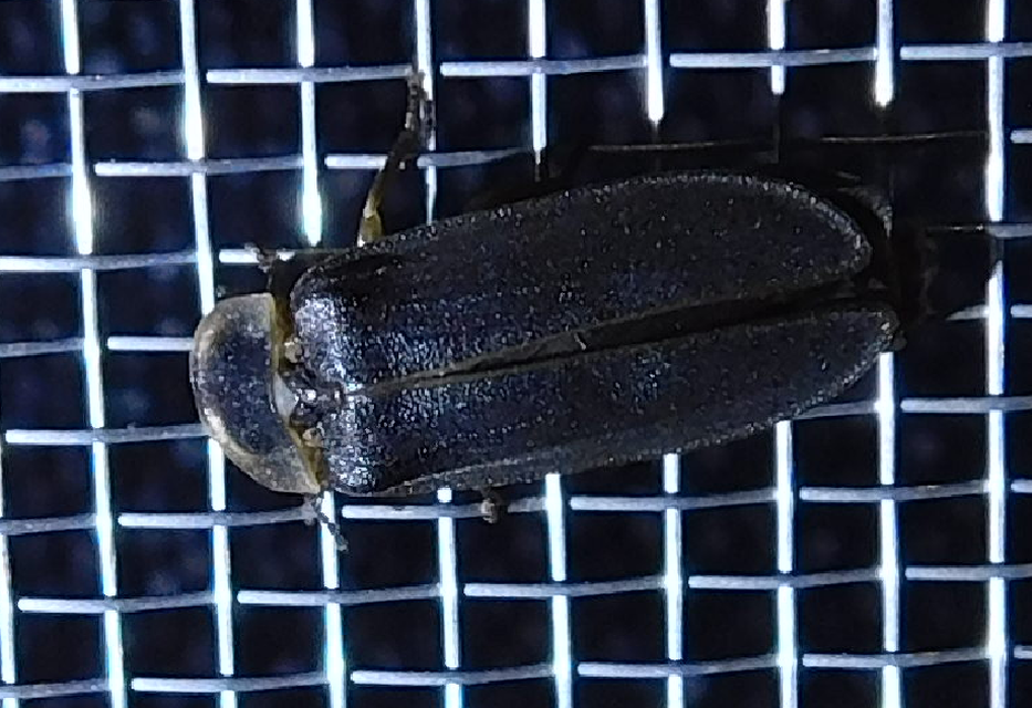 Lampyris noctiluca - nagy szentjánosbogár