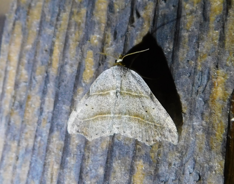 zuzmóbagoly - Laspeyria flexula