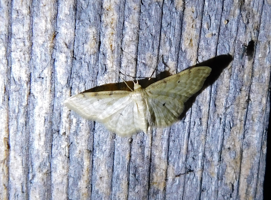 Idaea fuscovenosa - szürkeszélű apróaraszoló