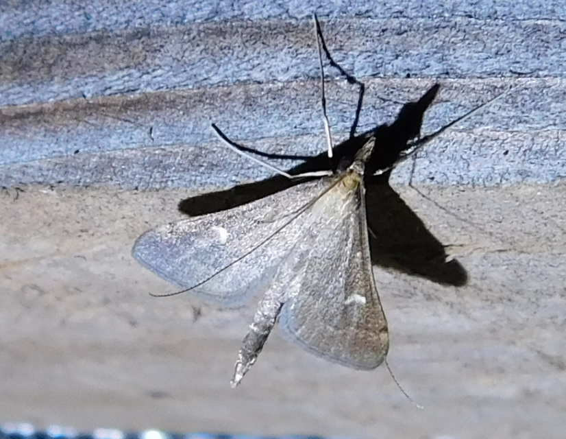 Dolicharthria punctalis - hosszúlábú tűzmoly