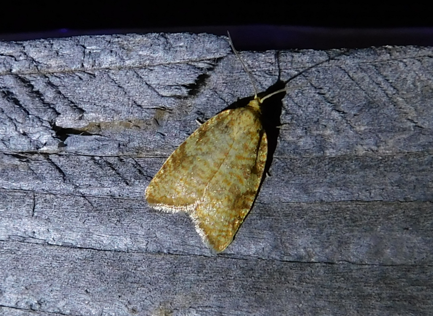 Aleimma loeflingiana - tölgylevél-sodrómoly Aleimma loeflingiana - tölgylevél-sodrómoly