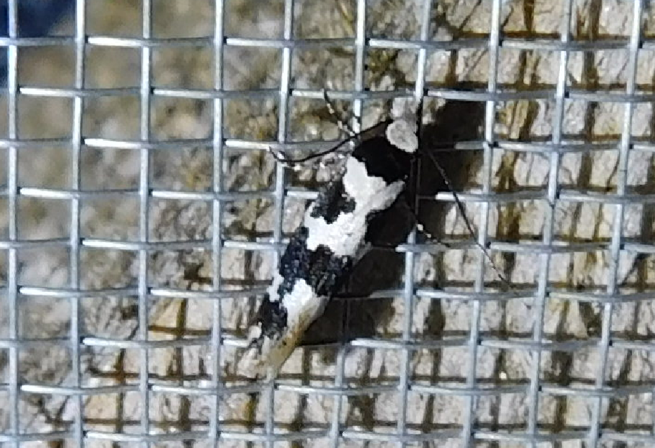 Neurothaumasia ankerella - magyarmoly