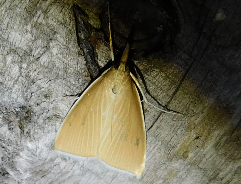 Sclerocona acutellus - hegyesszárnyú tűzmoly