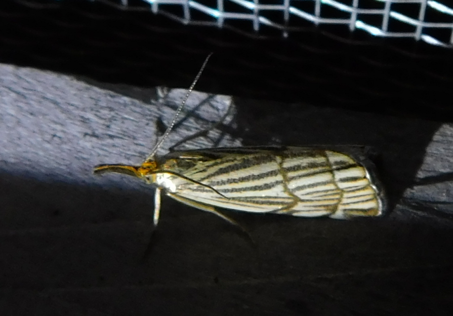 Chrysocramboides craterella - rácsos fűgyökérmoly