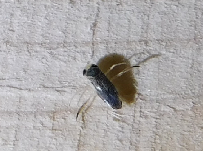 Corixidae - búvárpoloskák Corixidae - búvárpoloskák