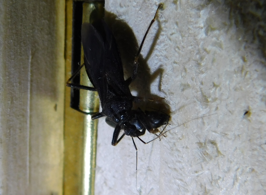 Reduvius personatus - szemetes zugpoloska