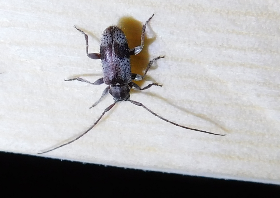 Exocentrus punctipennis - szilfa-rőzsecincér