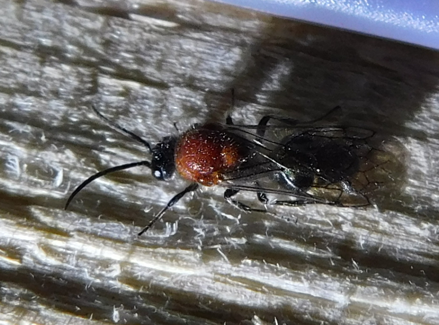 Mutillidae - hangyadarazsak