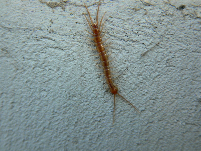 Chilopoda - Százlábúak