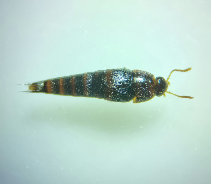 Sepedophilus pedicularius - recés pihésholyva