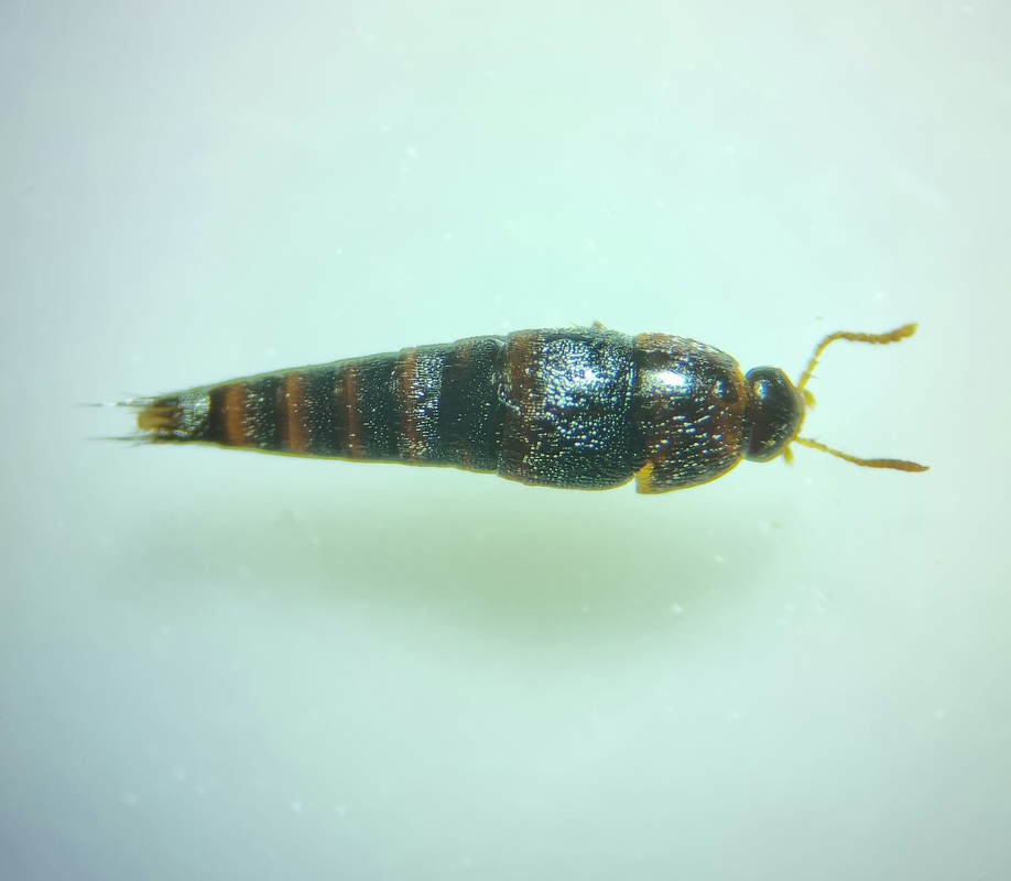 Sepedophilus pedicularius - recés pihésholyva
