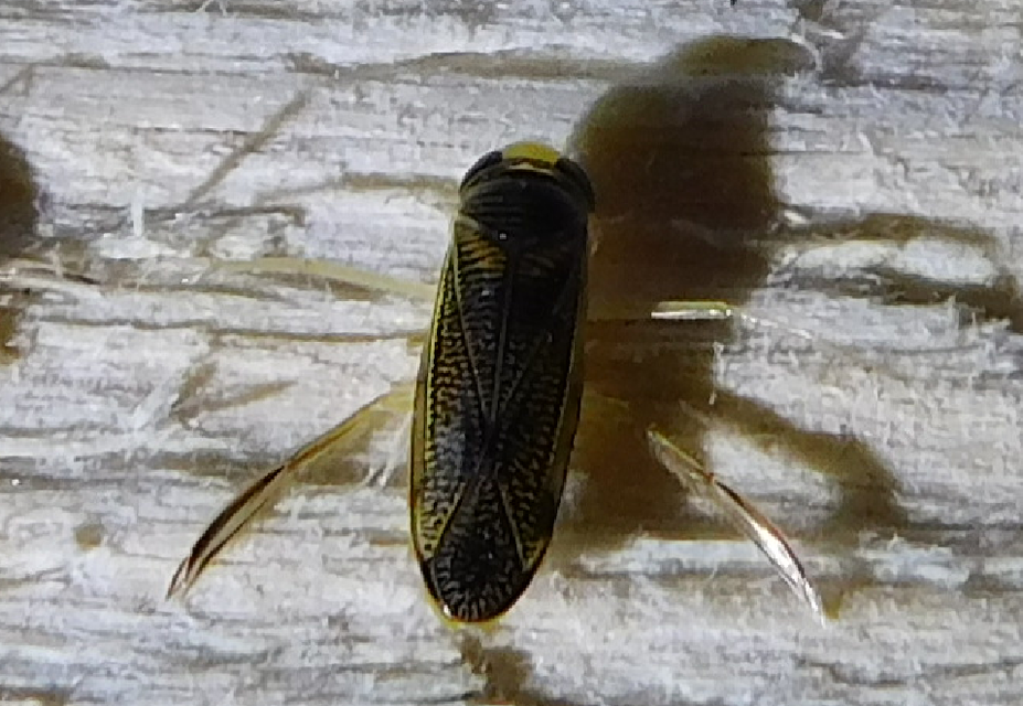 Corixidae - búvárpoloskák Corixidae - búvárpoloskák