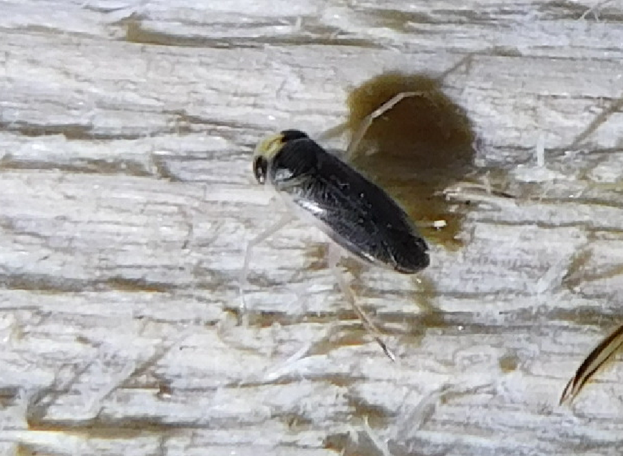 Corixidae - búvárpoloskák Corixidae - búvárpoloskák
