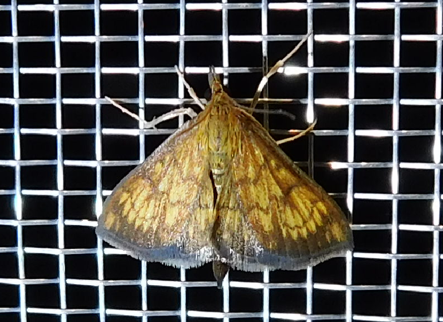 Ecpyrrhorrhoe rubiginalis - rozsdavörös tűzmoly