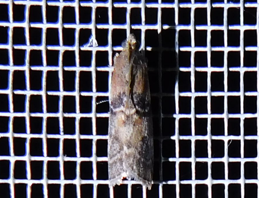 Sciota