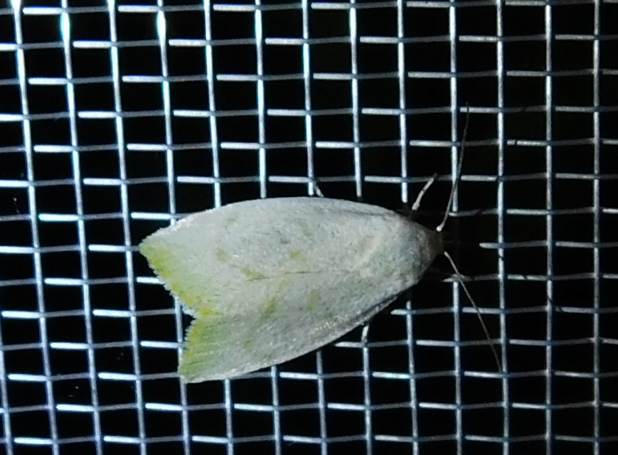 nyárfa-zöldbagoly - Earias vernana