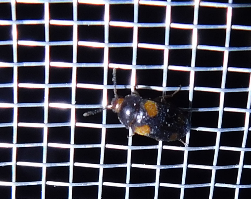 Mycetophagus quadripustulatus - négyfoltos gombabogár