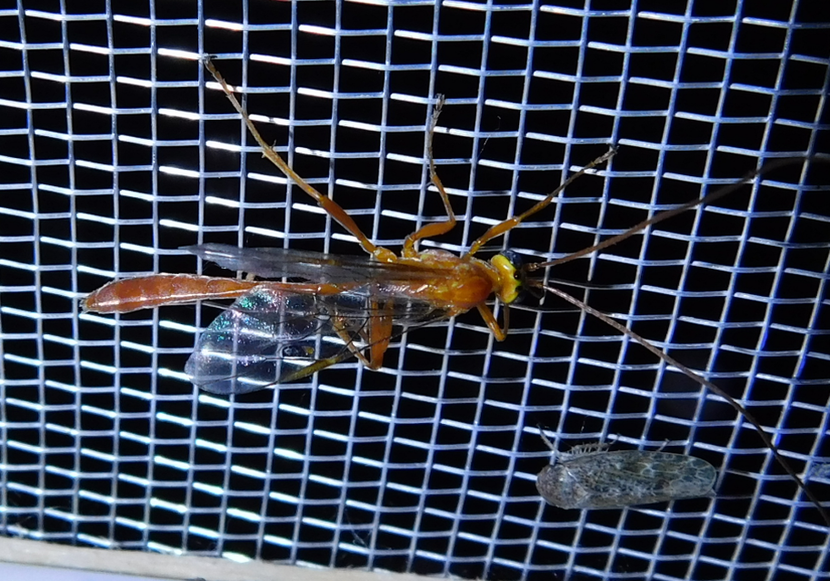 Ophion obscuratus