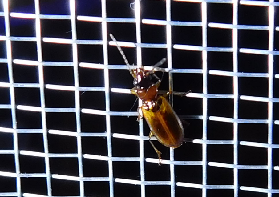 Anthracus consputus - nyerges kisdedfutó