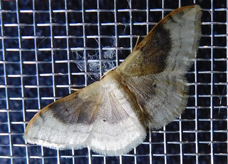 barnasávos araszoló - Idaea degeneraria