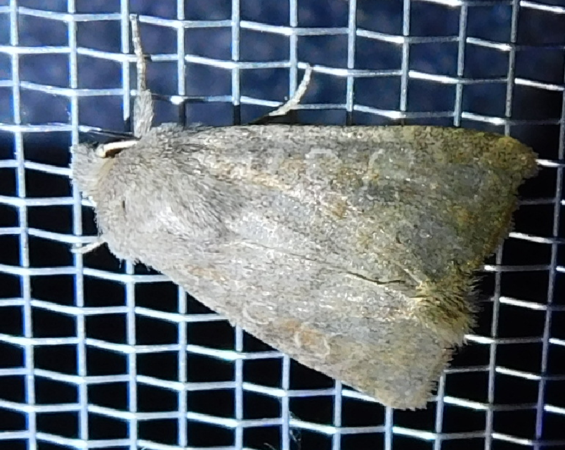 Parastichtis suspecta - sötét erdeibagoly
