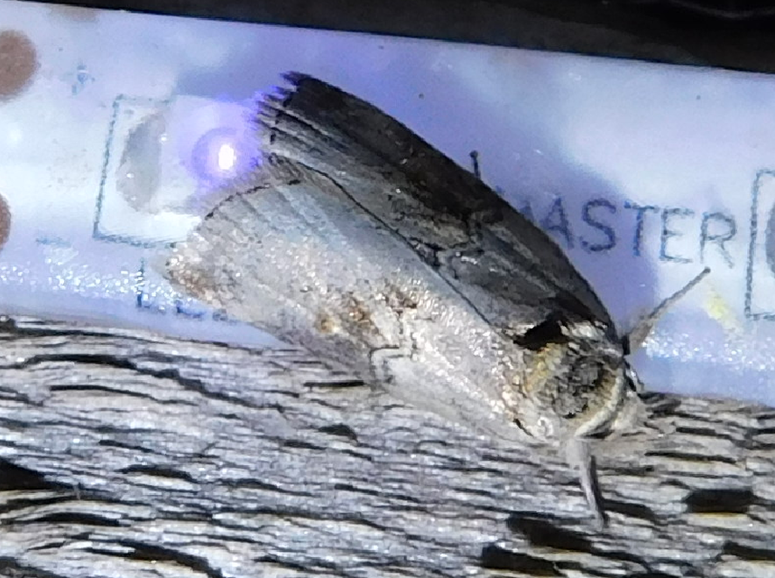 nyárfa-trapézbagoly - Nycteola asiatica