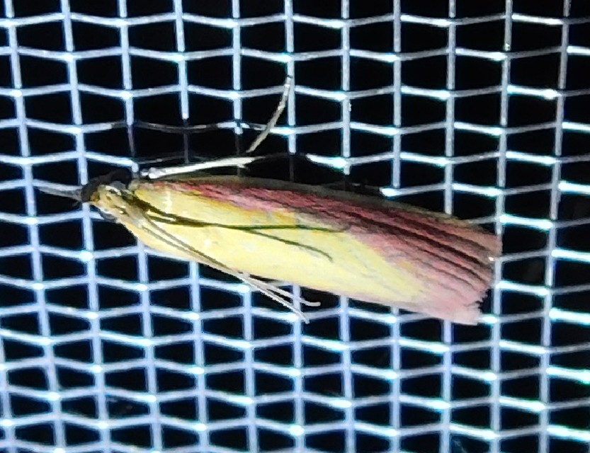 Oncocera semirubella - lucernamoly