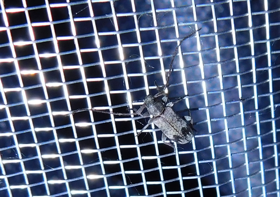 Exocentrus adspersus - tölgyfa-rőzsecincér