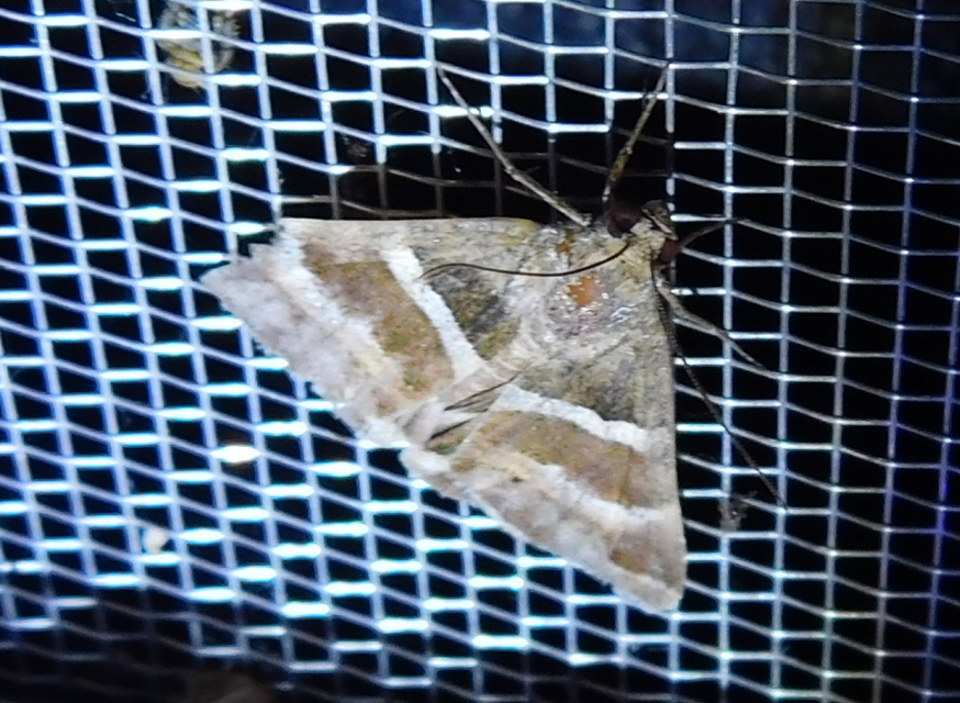 tölgy-porcelánbagoly - Prodotis stolida