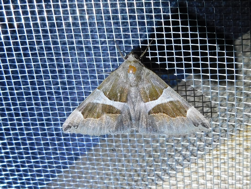 déli porcelánbagoly - Dysgonia algira