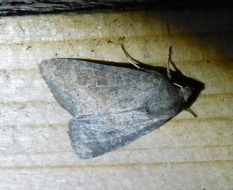 Parastichtis suspecta - sötét erdeibagoly