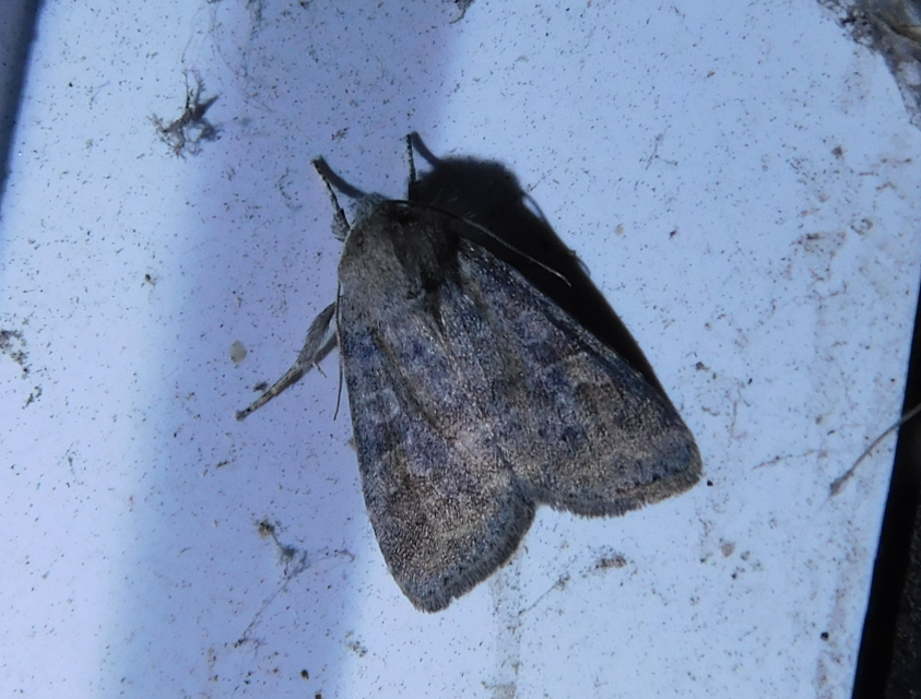 Parastichtis suspecta - sötét erdeibagoly