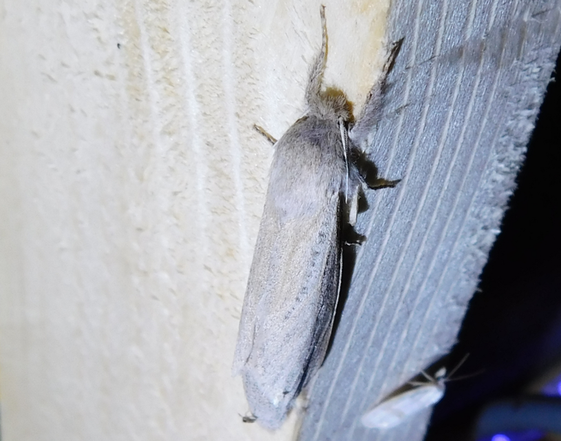 Phragmataecia castaneae - nádfúrólepke