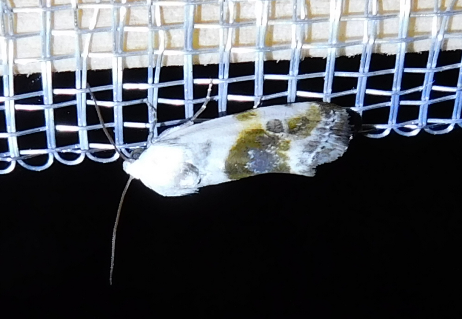 parlagfűbagoly - Ponometia candefacta