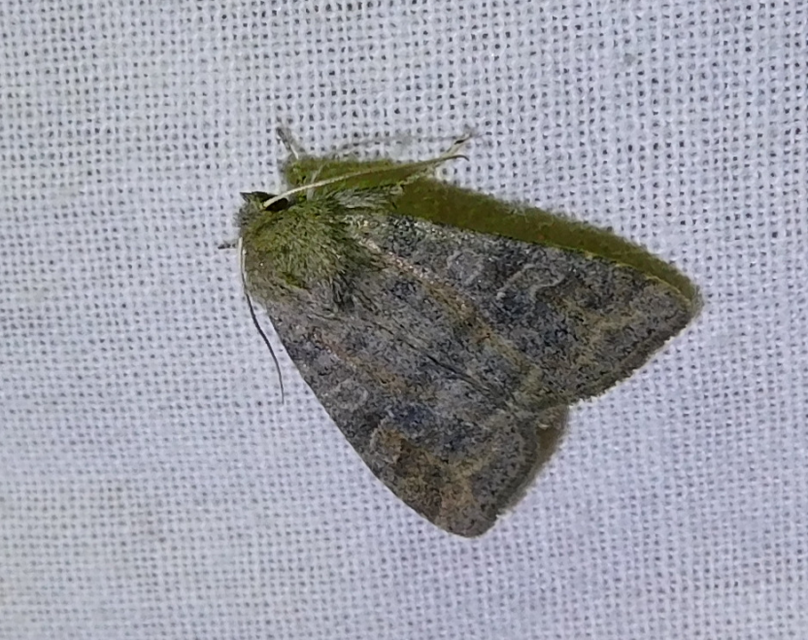 Parastichtis suspecta - sötét erdeibagoly