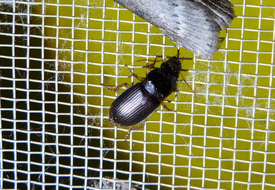 Harpalus griseus - kis selymesfutó