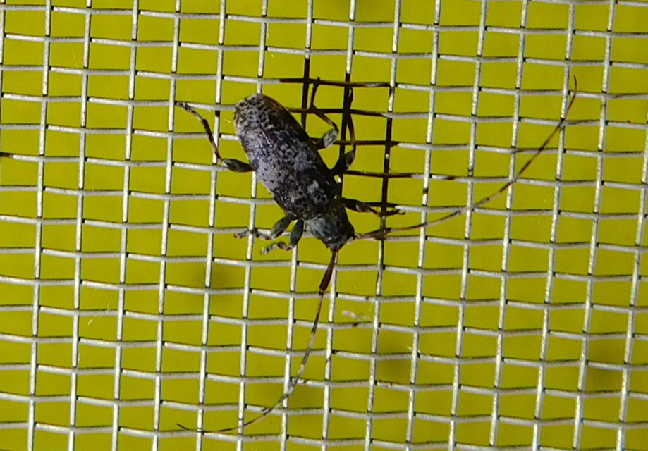 Leiopus nebulosus - öves gesztcincér