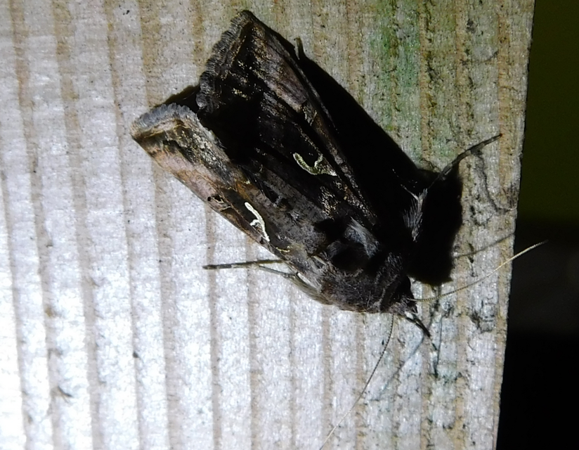 gammalepke - Autographa gamma