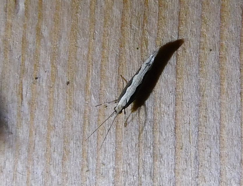 Plutella xylostella - káposztamoly