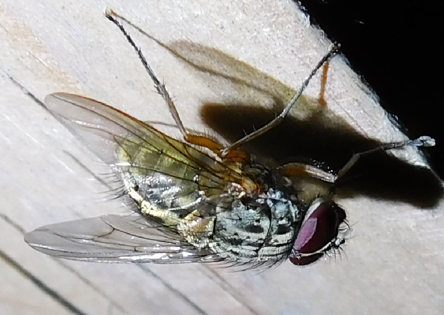 Muscidae - igazi legyek