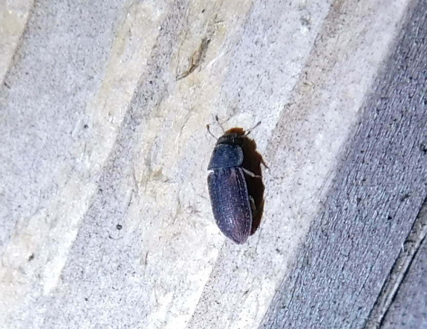Colobicus hirtus - szegélyes héjbogár