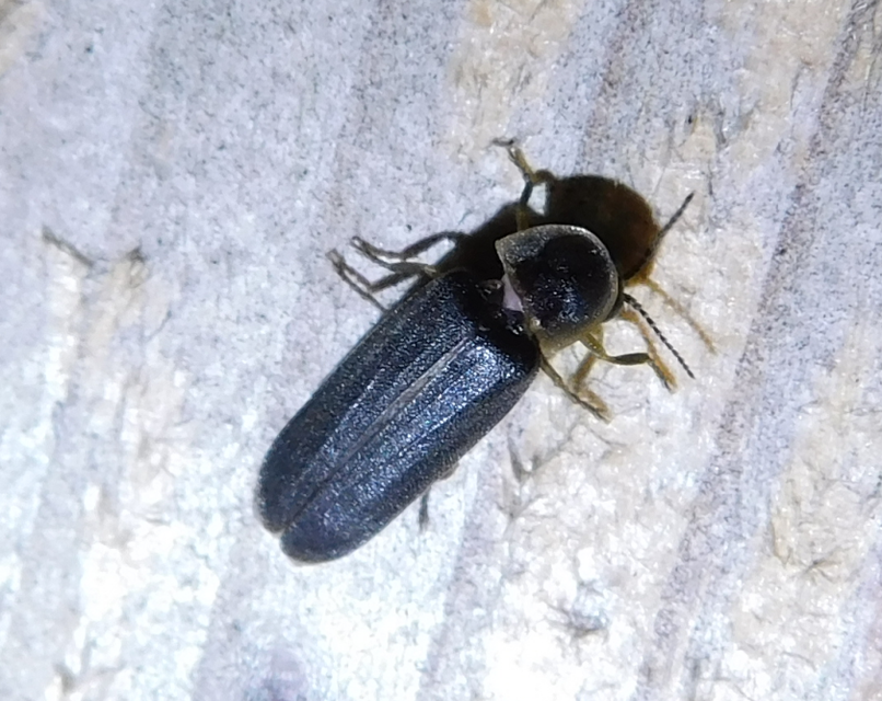 Lampyris noctiluca - nagy szentjánosbogár