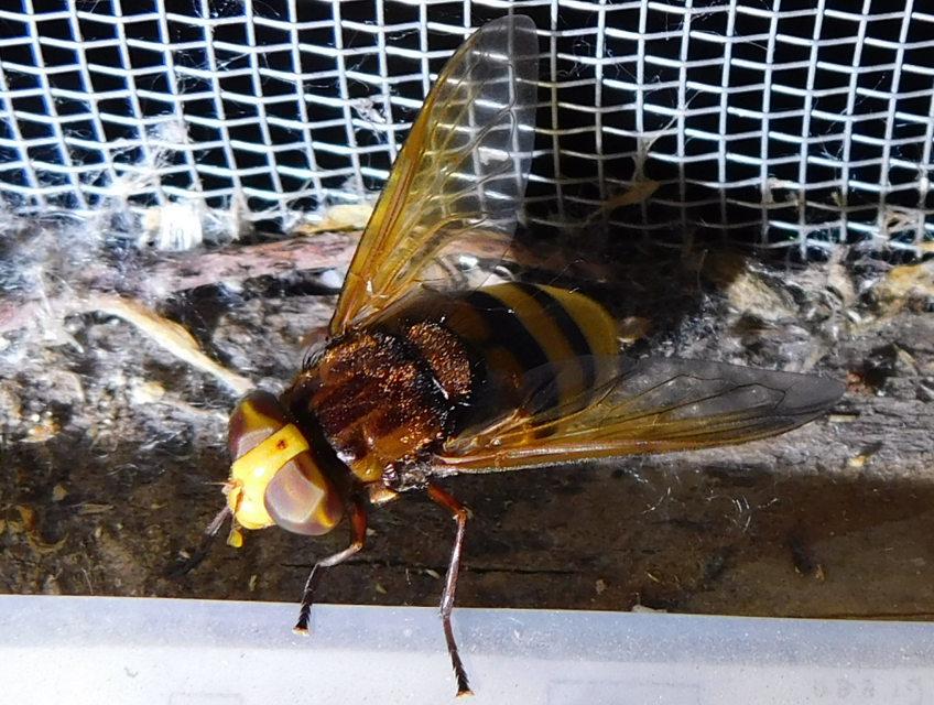 Volucella zonaria - kétöves pihelégy Volucella zonaria - kétöves pihelégy